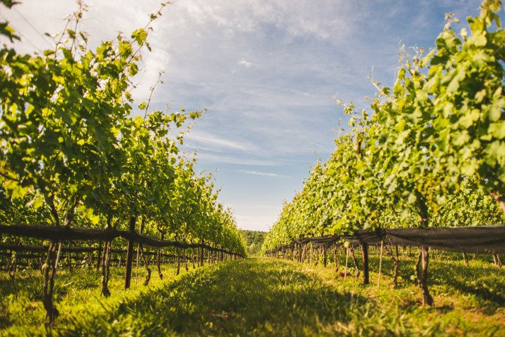 7 Stunning Santa Barbara Vineyard & Winery Wedding Venues