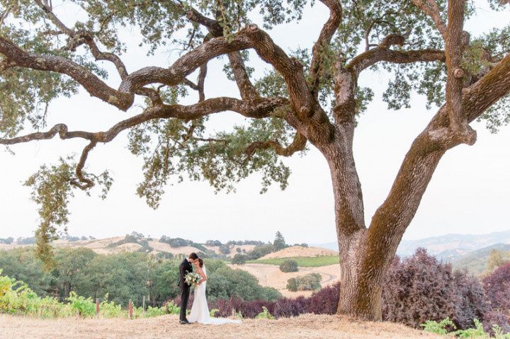 bride and groom pose under old oak tree with vineyard views in Napa Valley
