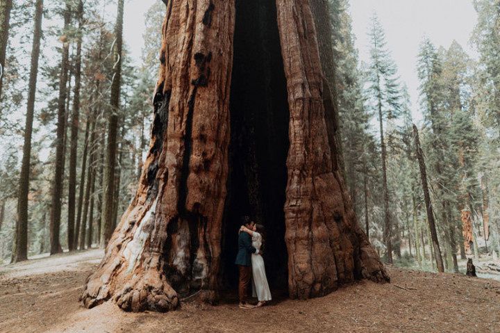 Redwood forest wedding photo ideas - couple standing in redwood tree