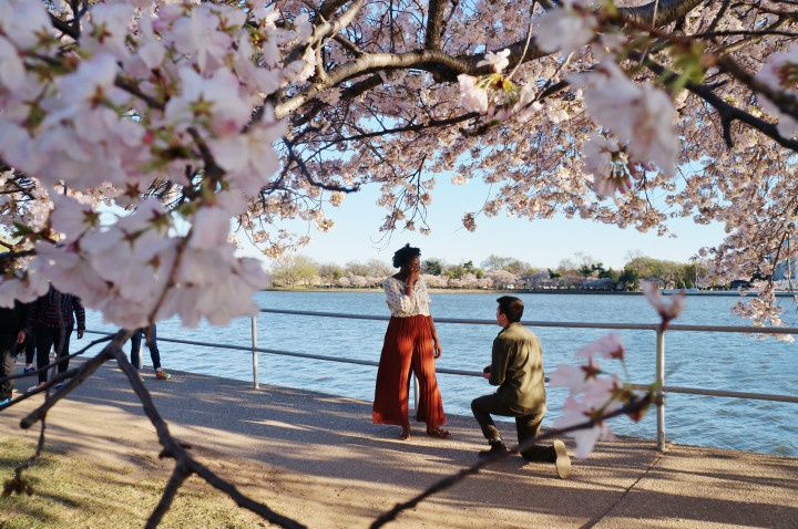 Cherry Blossom Proposal Washington D.C. 