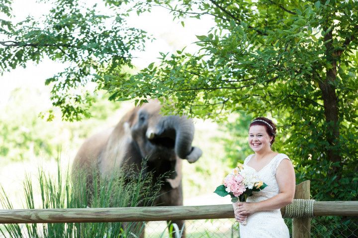 bride at zoo wedding