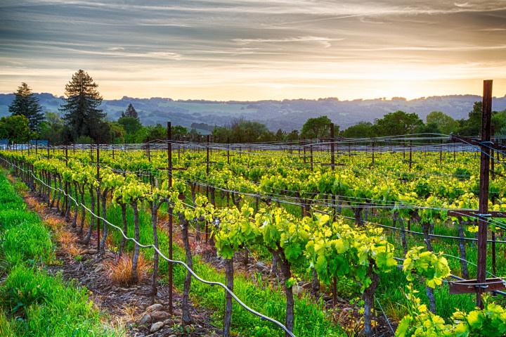 sonoma california