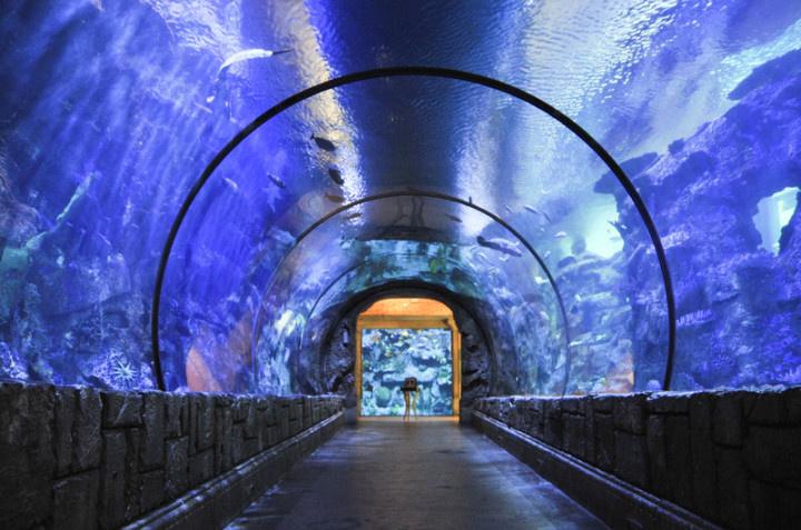 wedding ceremony in underwater tunnel at Shark Reef Aquarium Mandalay Bay in Las Vegas
