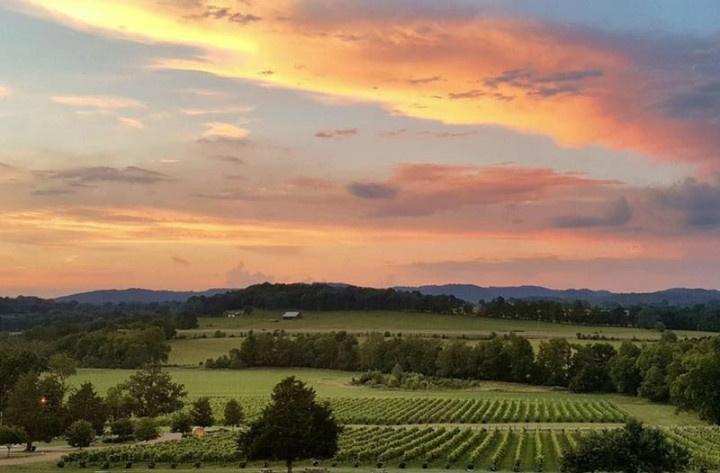 arrington vineyards