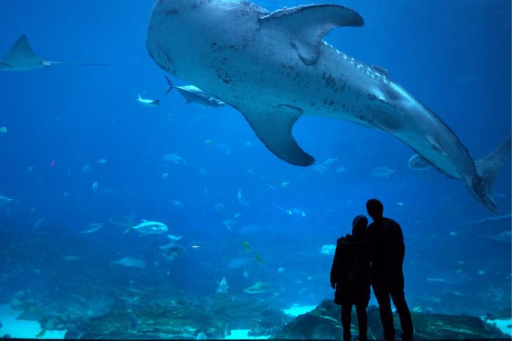 georgia aquarium
