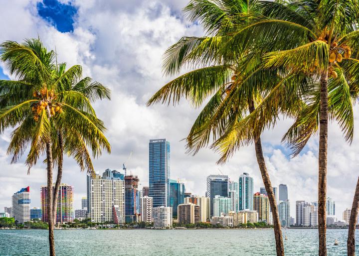 miami florida skyline with palm trees