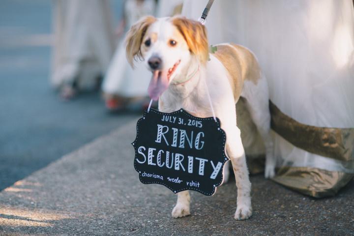 Pin on Wedding Pets