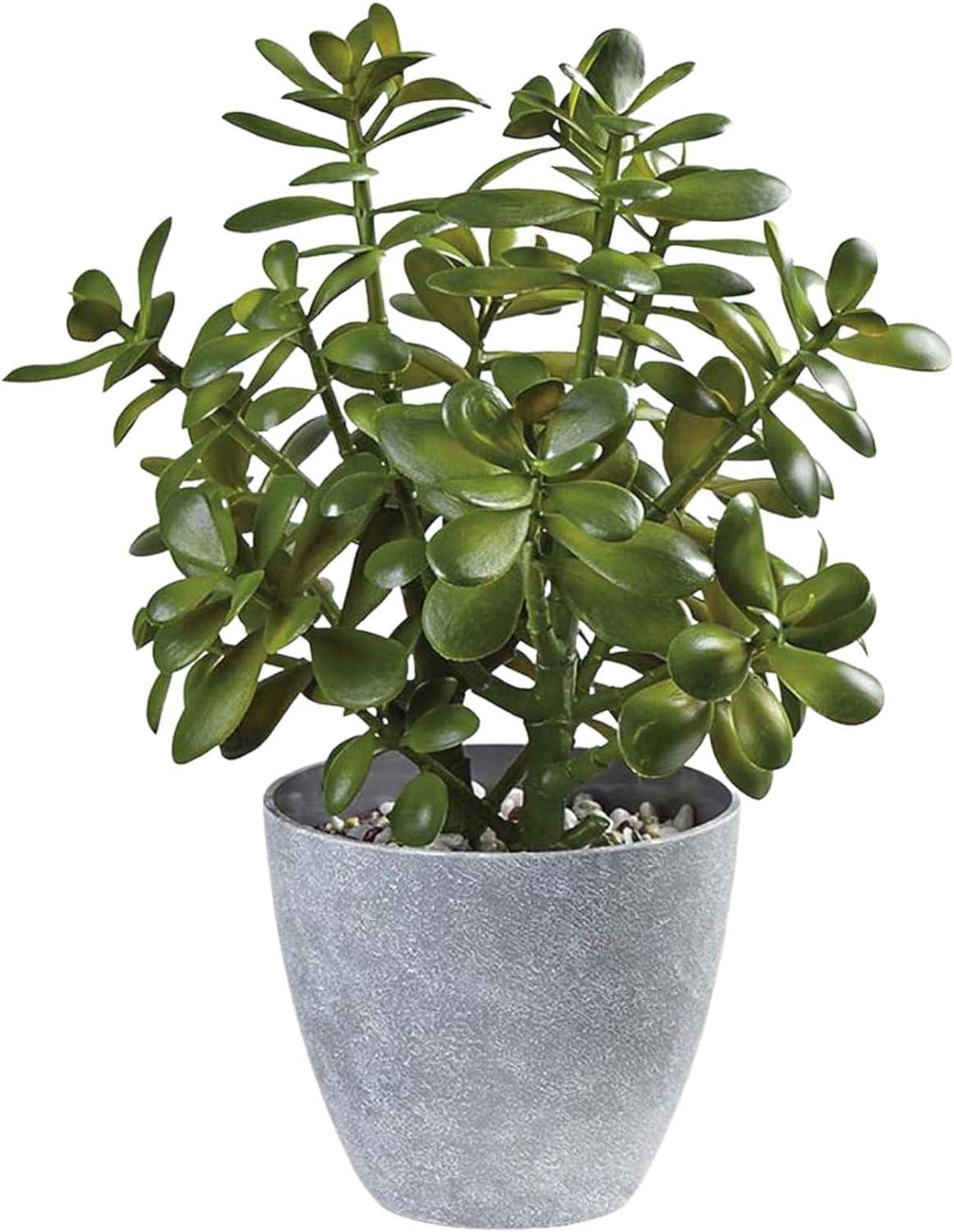 potted jade plant for 12th year wedding anniversary gift