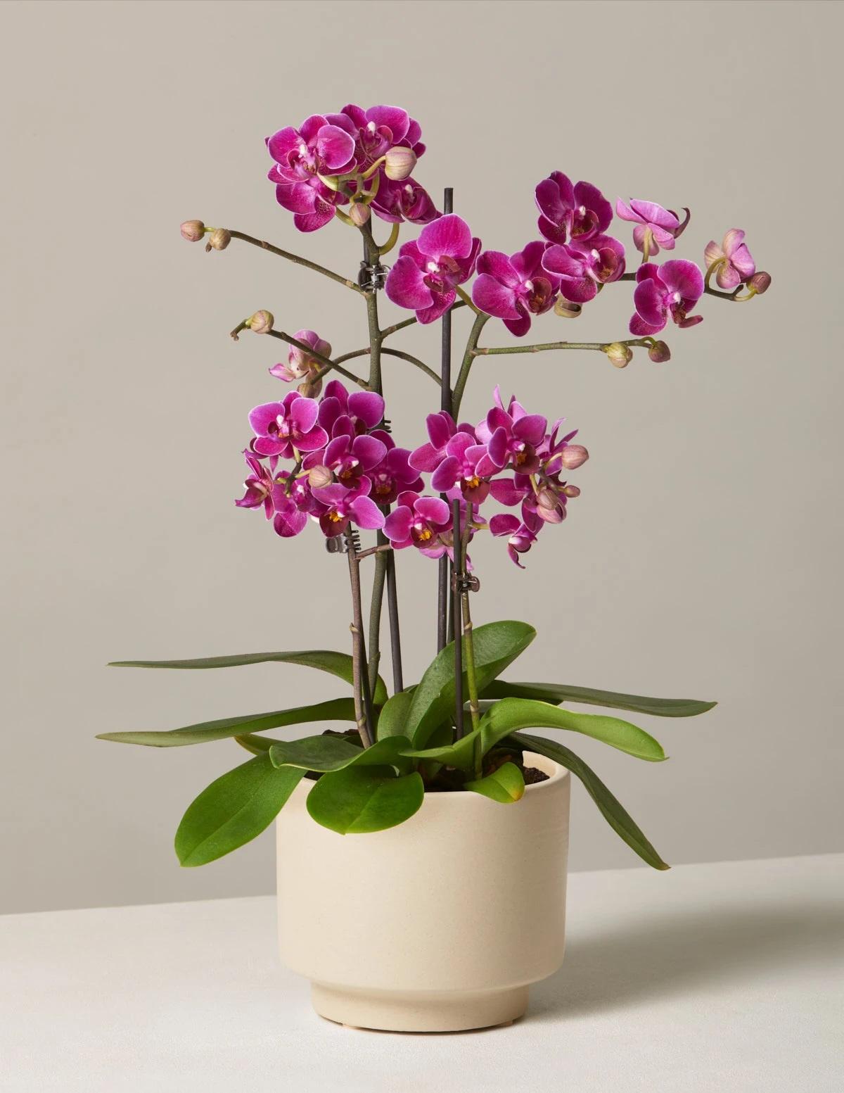 Фиолетовая орхидея в горшке — идея свадебного подарка для родителей