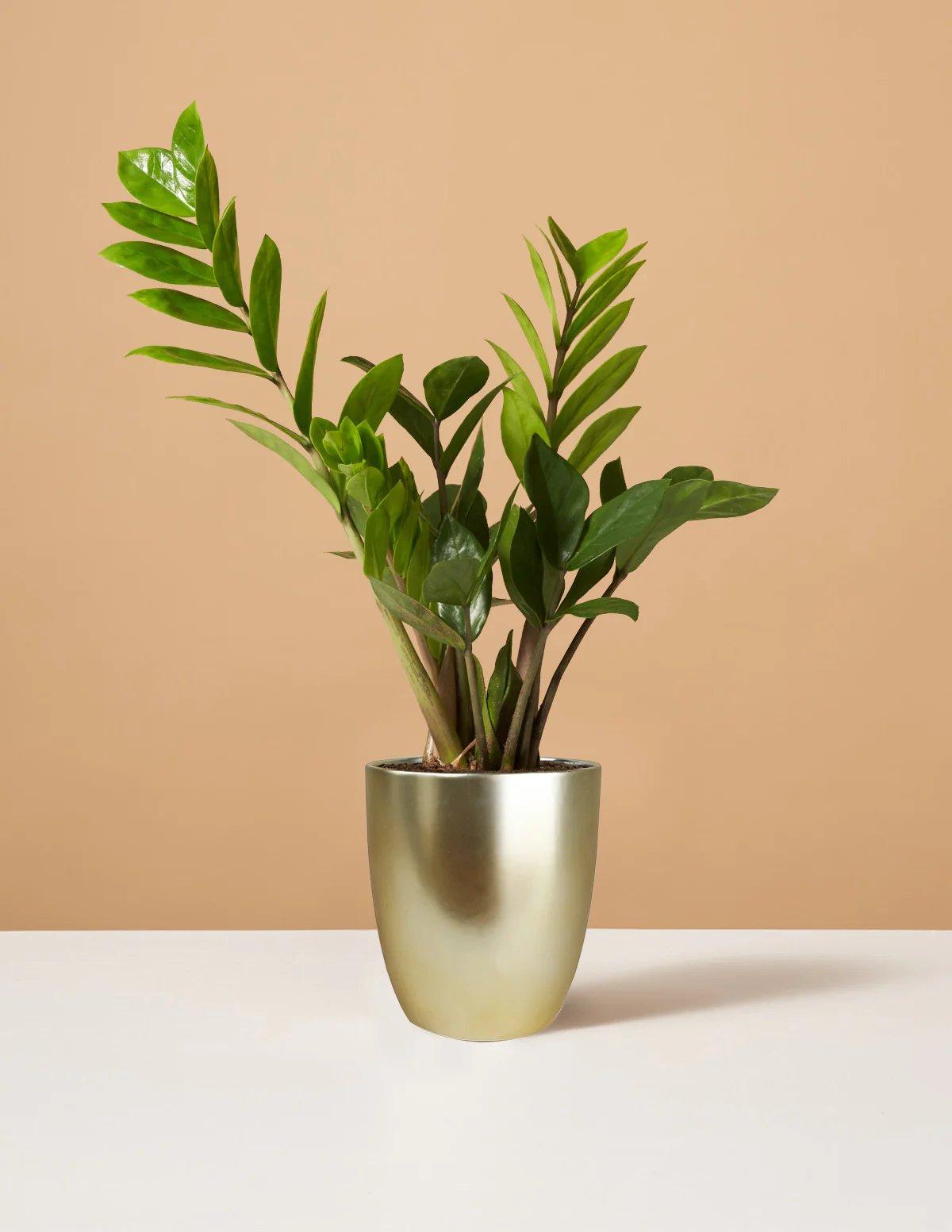Lush ZZ plant in a gold planter