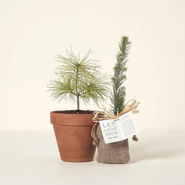 Evergreen spruce tree grow kit in terracotta planter