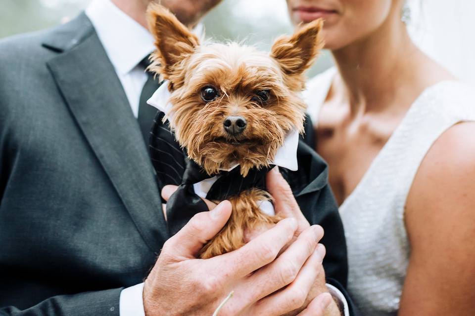 wedding couple holding dog wearing tuxedo