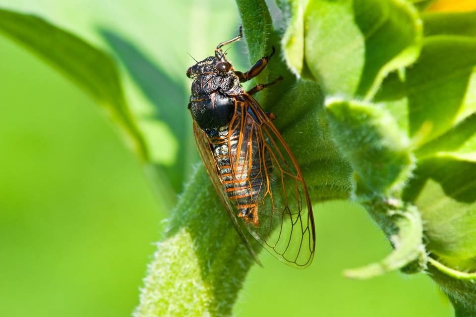 cicada on greenery