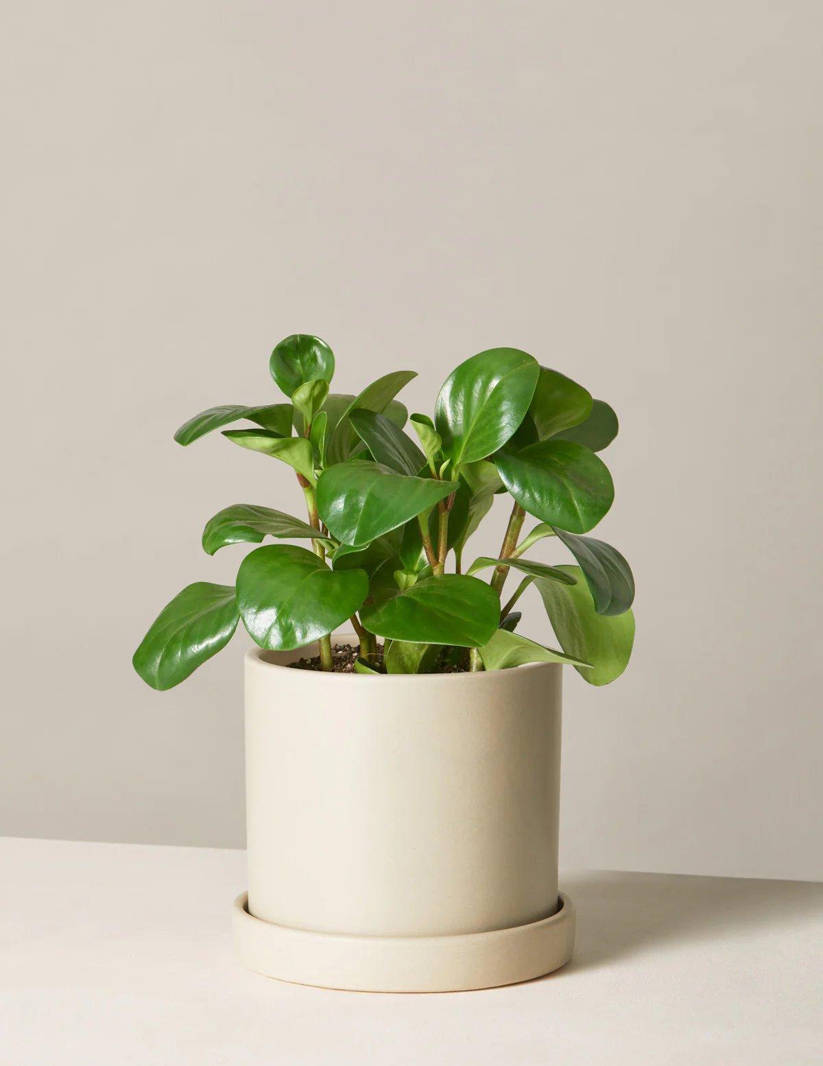 Leafy green house plant in planter