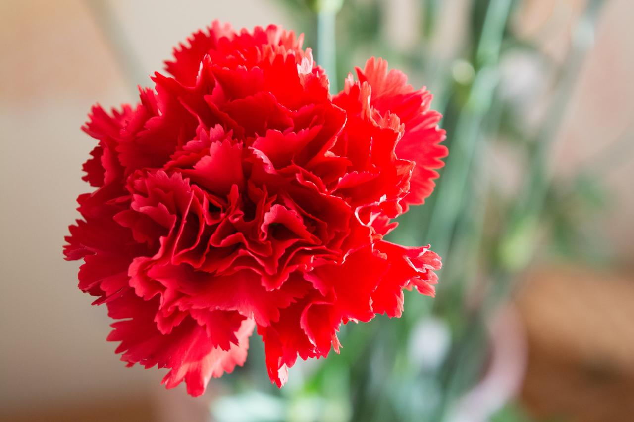 Red carnation close up