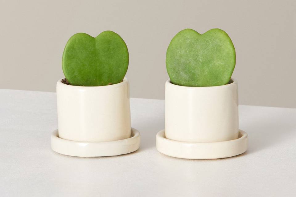the sill hoya heart duo plant for gifts to show appreciation