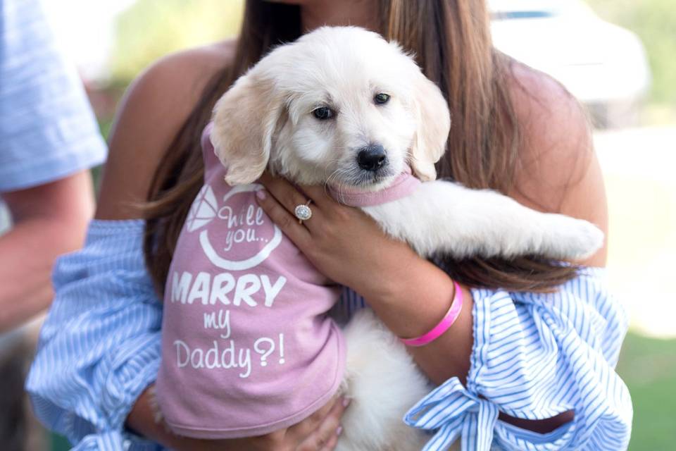 marriage proposal with a puppy