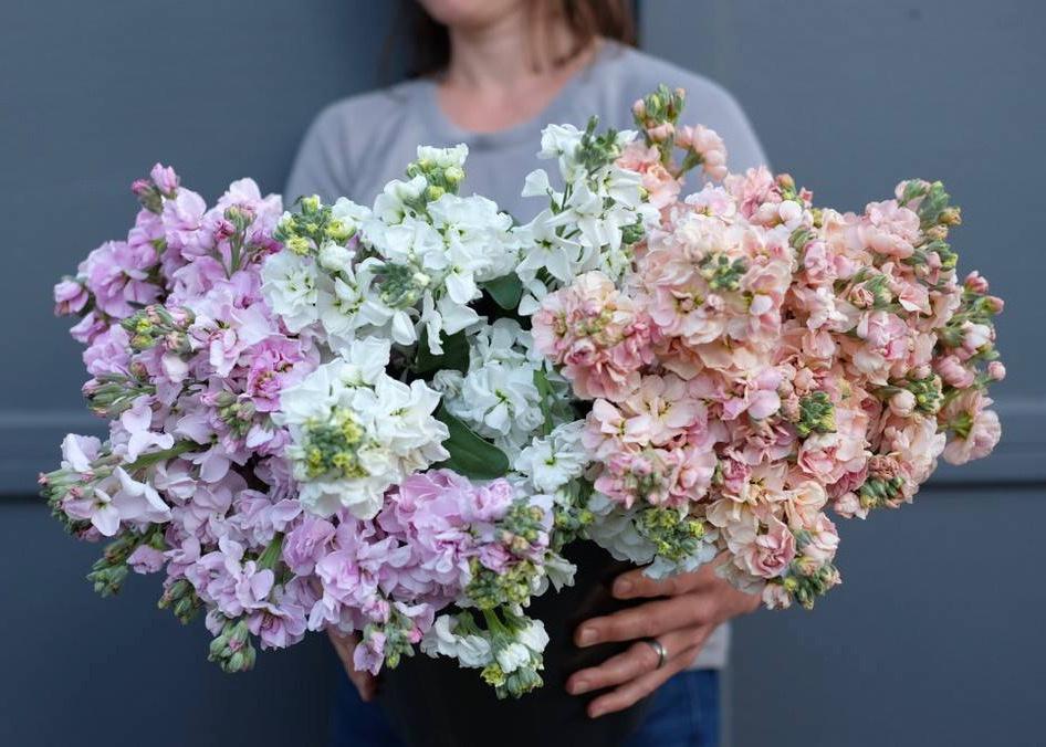 Seasonal Alternatives to Baby's Breath / Gypsophila — The Petal Emporium