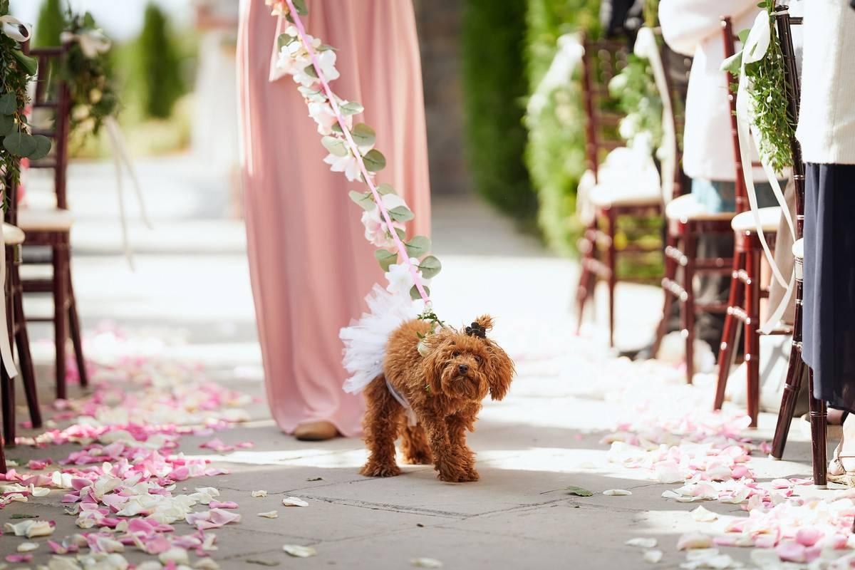 Dog Wedding Attire To Keep Your Pup Stylish on the Big Day