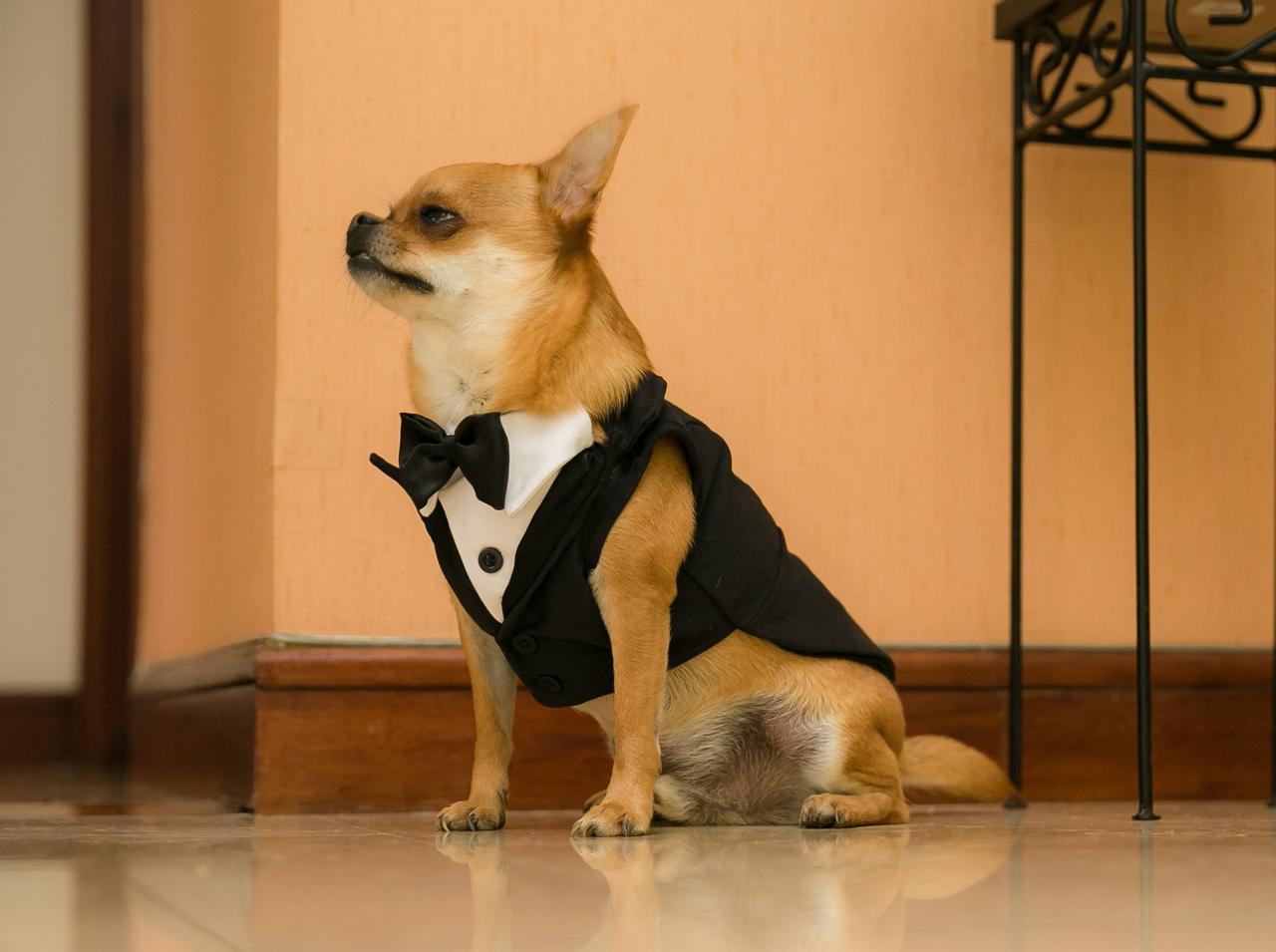 Dogs in discount tuxedos at weddings