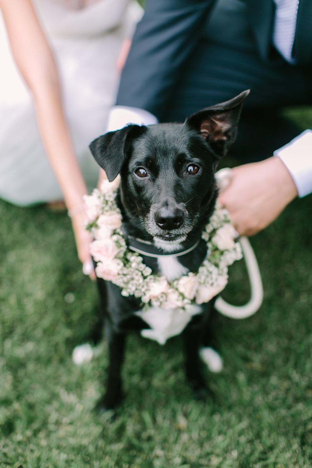 Black Dog Tuxedo Dog Wedding Attire Designer Dog Clothes 