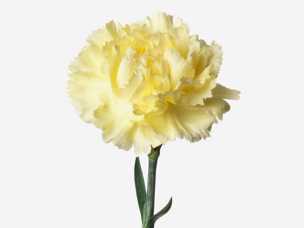 Yellow carnation flower first anniversary present