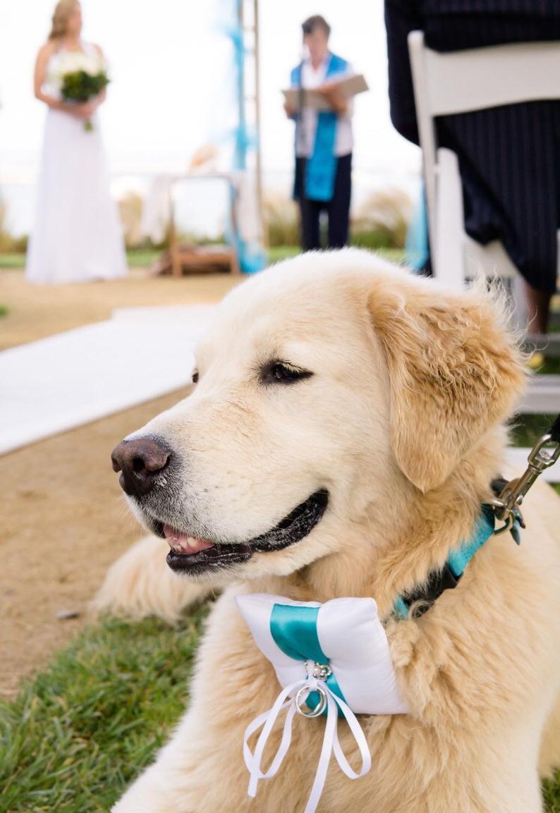 Can Your Dog Be The Ring Bearer At Your Wedding?