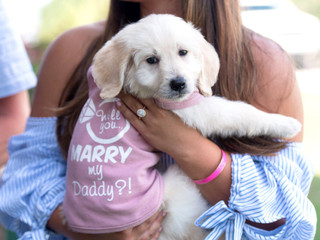 How to Propose with a Puppy (or Another Pet)
