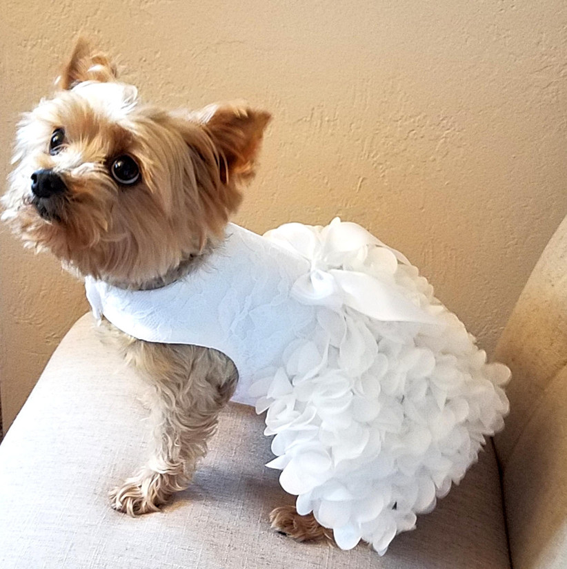 Dog bridal outfit Dog ring bearers outfit Fully embellished puffy doggy skirt Dog wedding clothes. Organza Dog Dress Dog wedding tutu