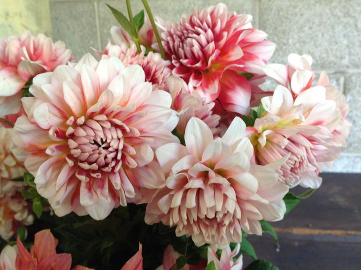 Cut Flower Exchange