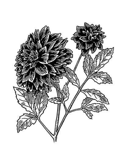 The Flower Gypsy