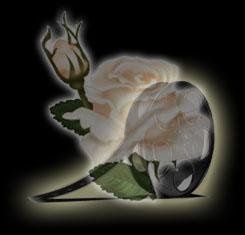 Everything's Coming Up Roses LLC, Special Event Videography