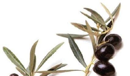 OLIVE chic catering