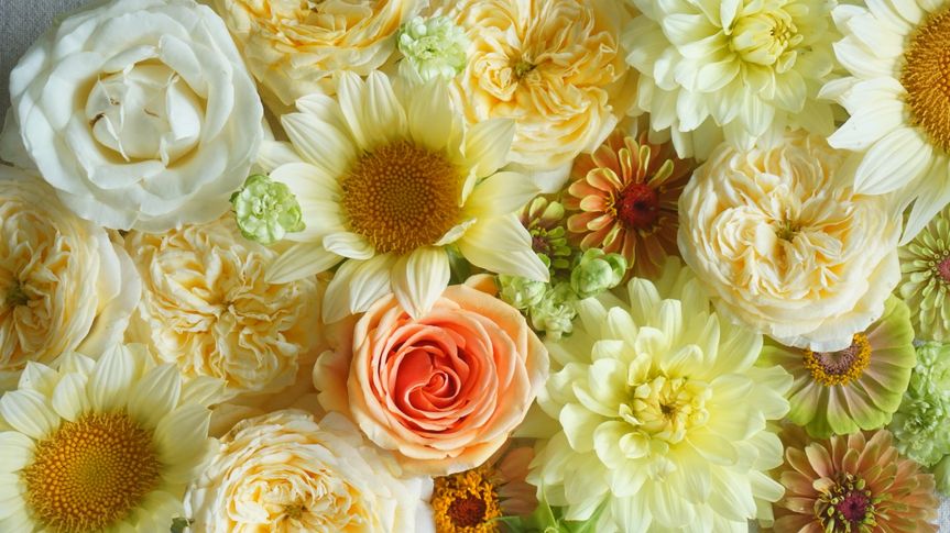 Rising Tide Botanicals