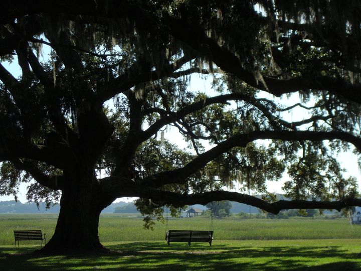 Cypress Trees Plantation