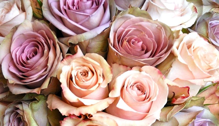 Neve Roses II