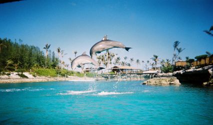 My Dream Vacation Travel (TPI)
