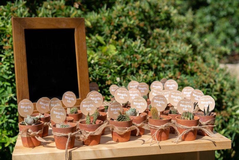 Blue Thistle Succulent Bar
