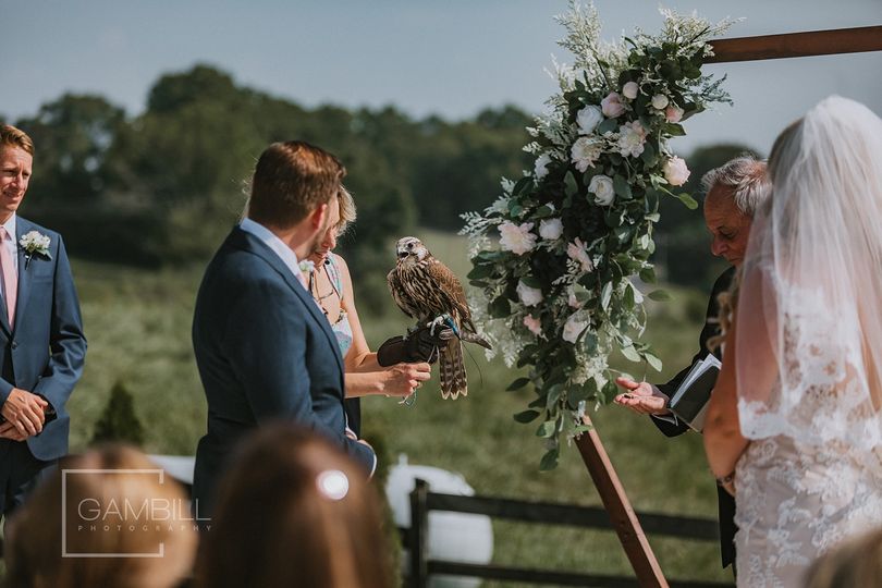 Wing Blade Falconry Events
