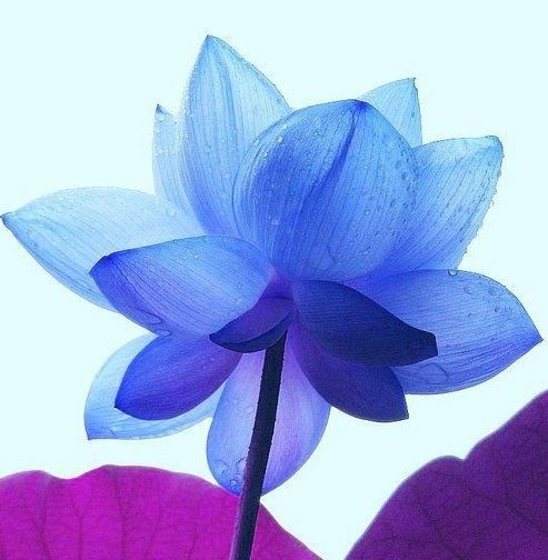Blue Lotus Spa