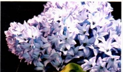 Ann's Floral Design