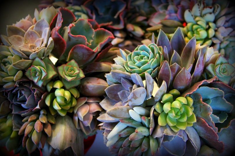 Sorensen Greenhouses