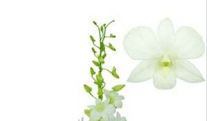 New Flora Trading