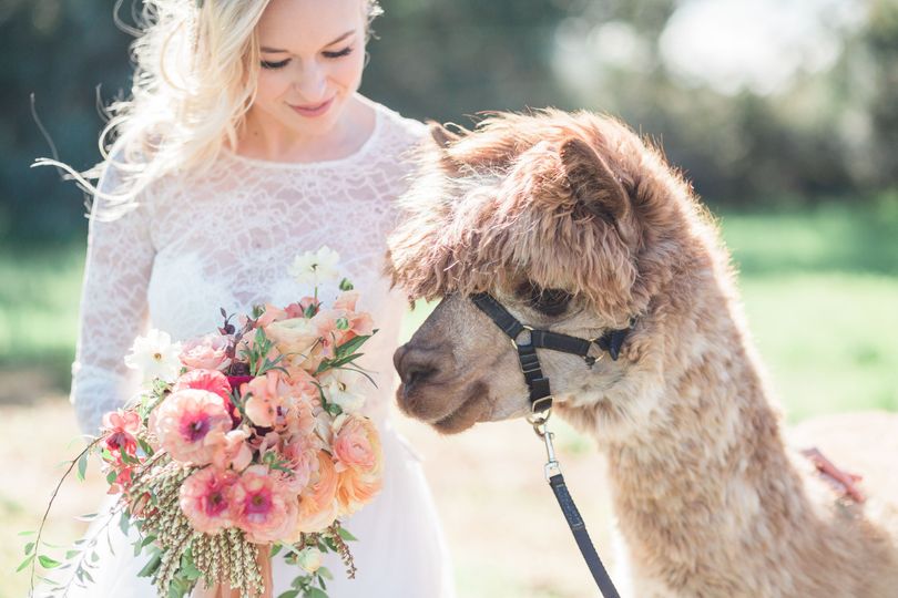 Christy McCarter Photography