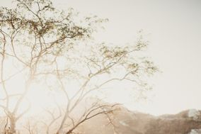 Twig and Olive Photography