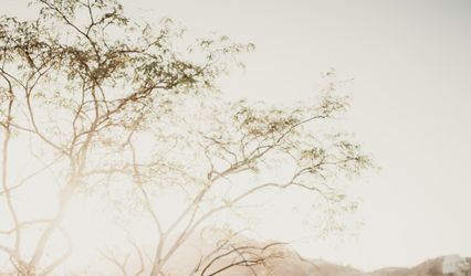 Twig and Olive Photography