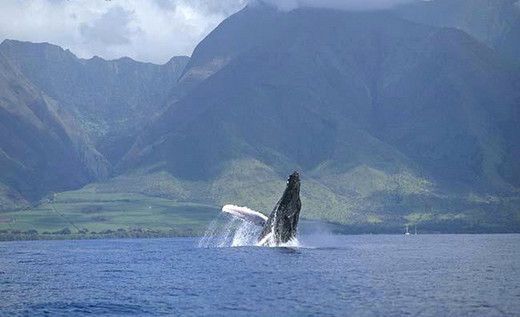 Pride of Maui