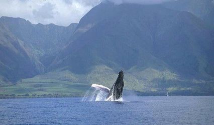 Pride of Maui
