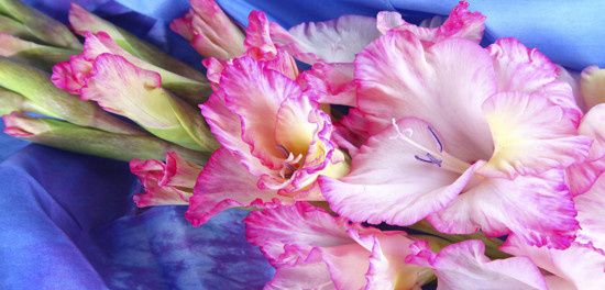 Blooms By Vickrey