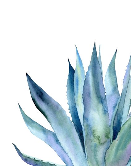 Flora and Spice